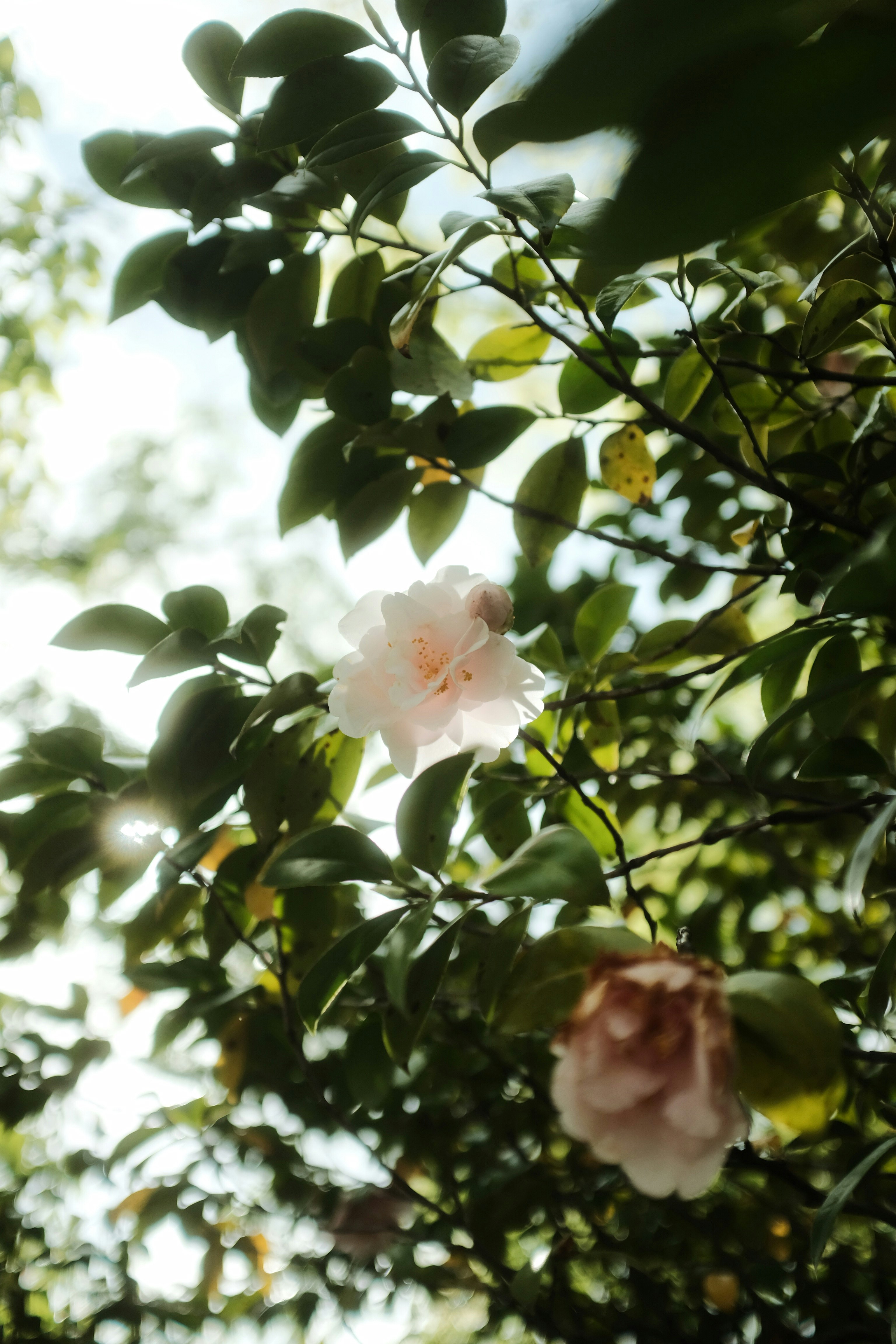 white cherry blossom in bloom during daytime